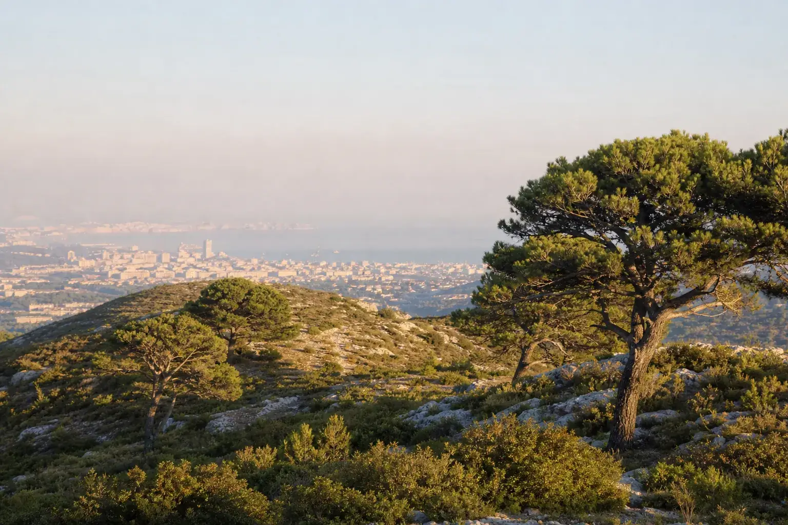 Collines de garrigue provençale autour de Marseille, pins parasols, vue lointaine sur la ville